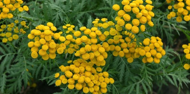 tansy untuk membuang parasit dari badan