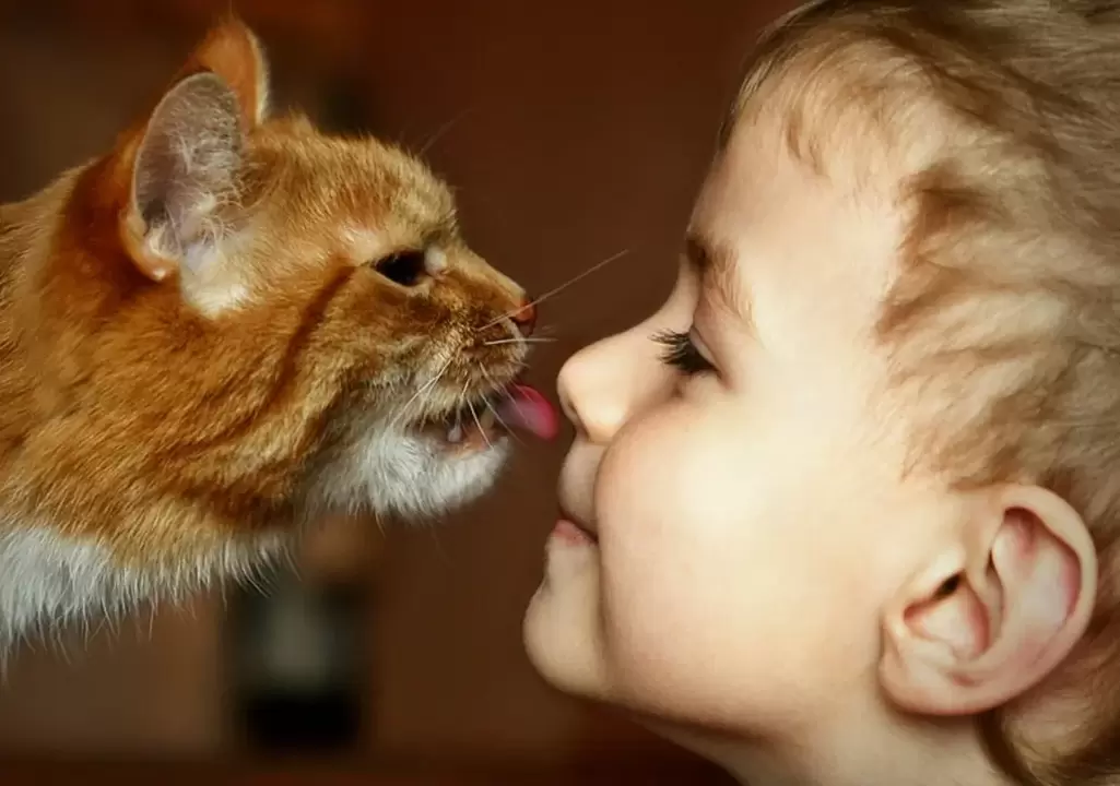 budak lelaki mencium kucing dan dijangkiti cacing